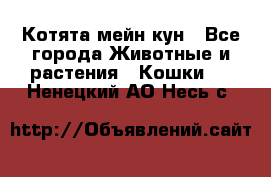 Котята мейн кун - Все города Животные и растения » Кошки   . Ненецкий АО,Несь с.